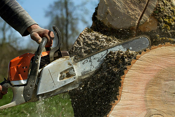 Enderlin, ND Tree Service Company